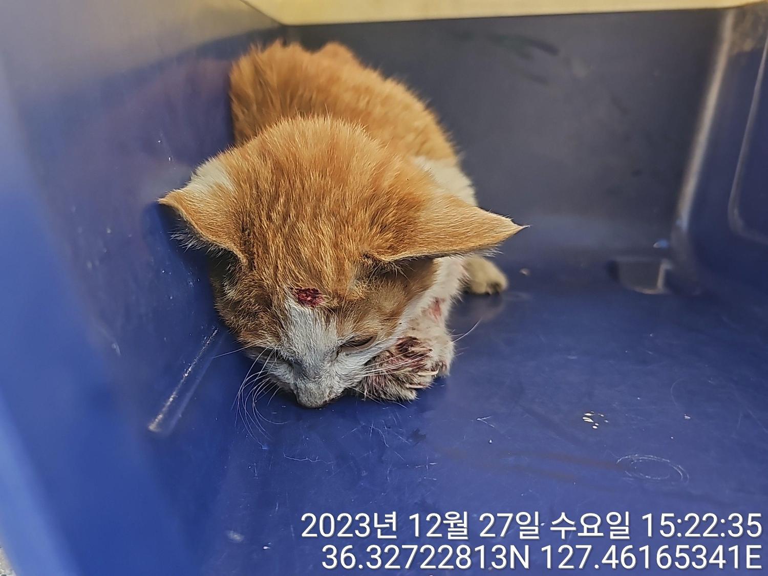 보호중 한국 고양이…