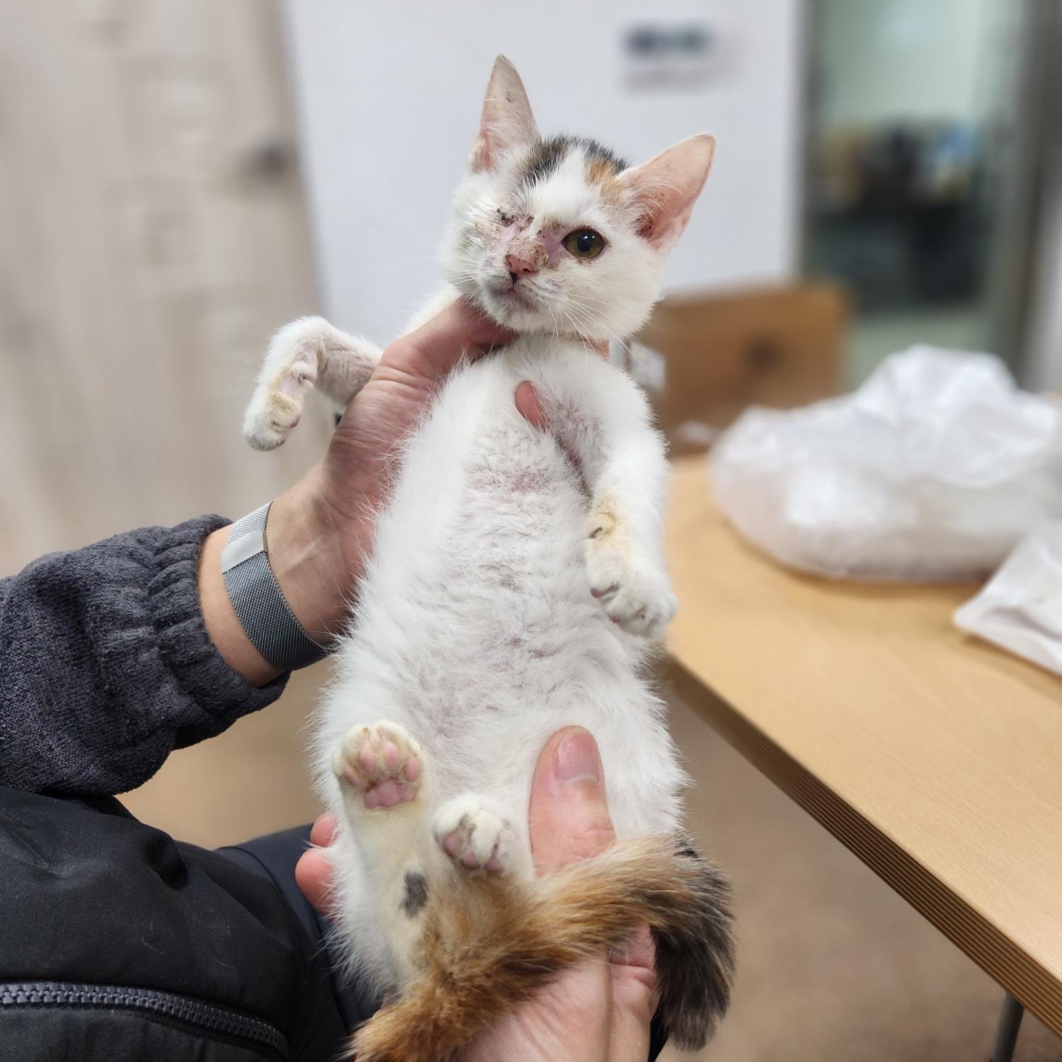 [고양이] 한국 고양이 충북-청주-2023-01048 유기동물 배경 이미지 입니다.