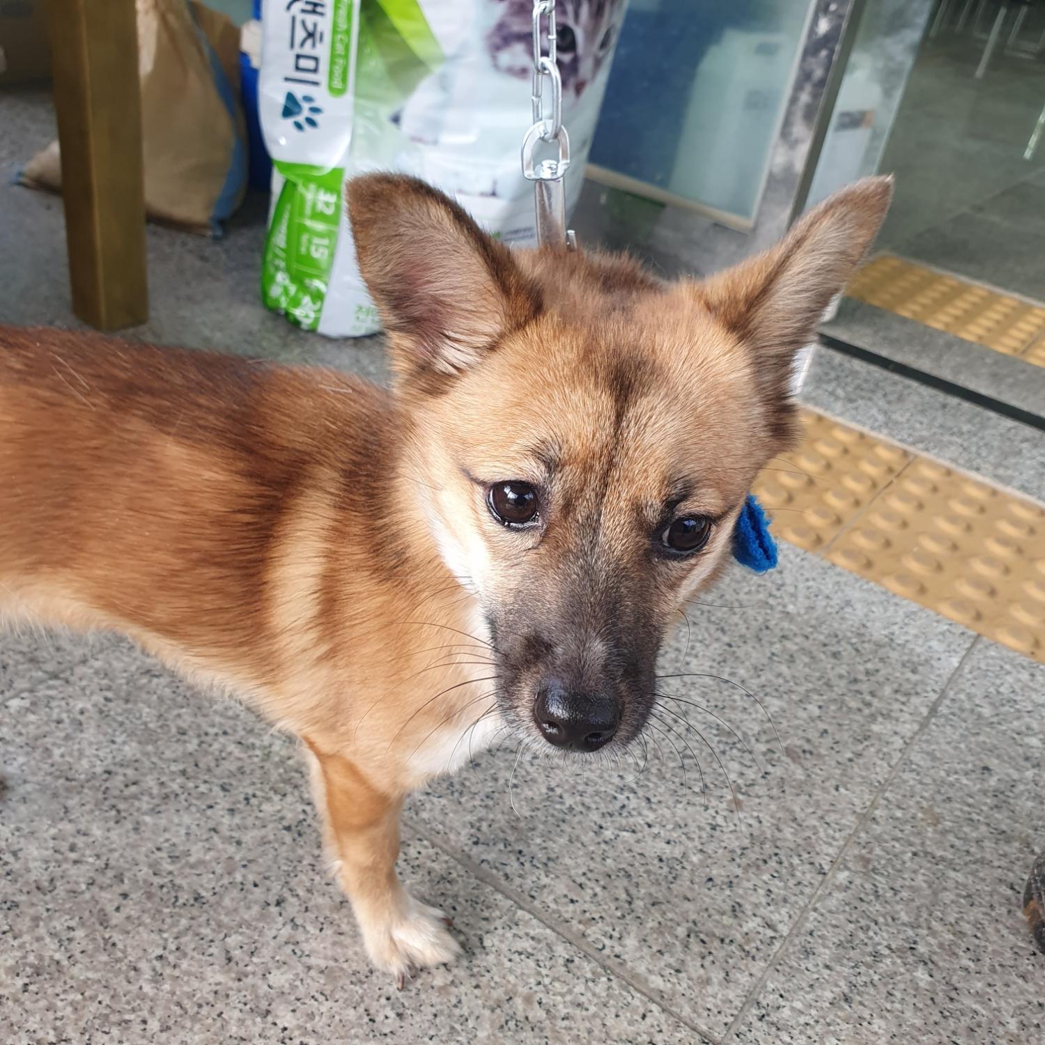 구미시 동물보호센터_447508202301033
