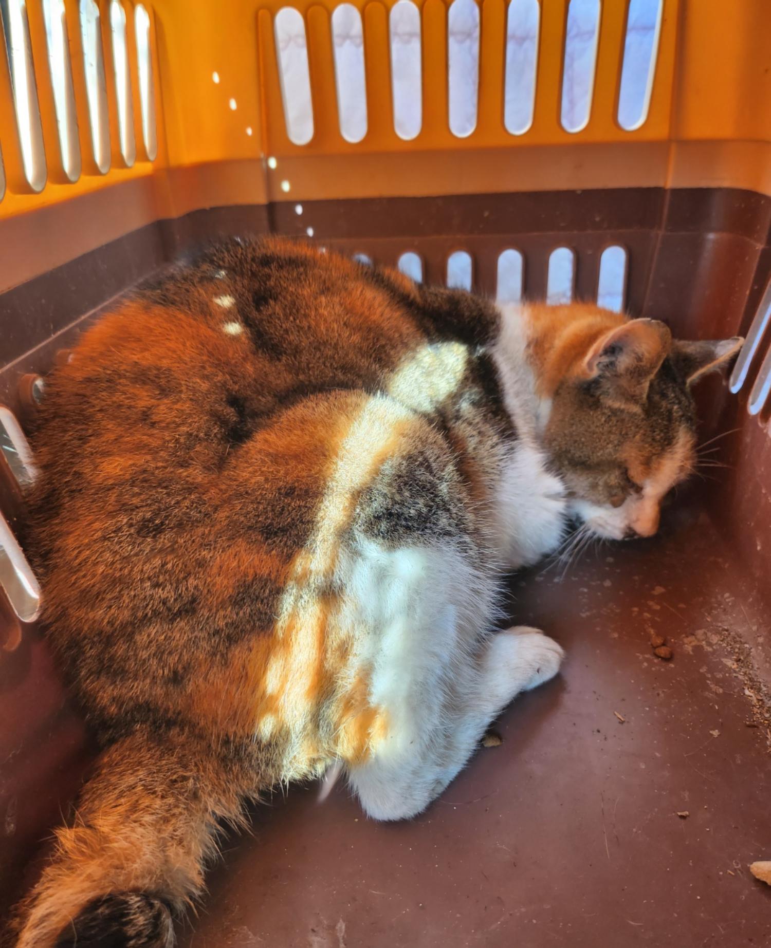보호중 한국 고양이…
