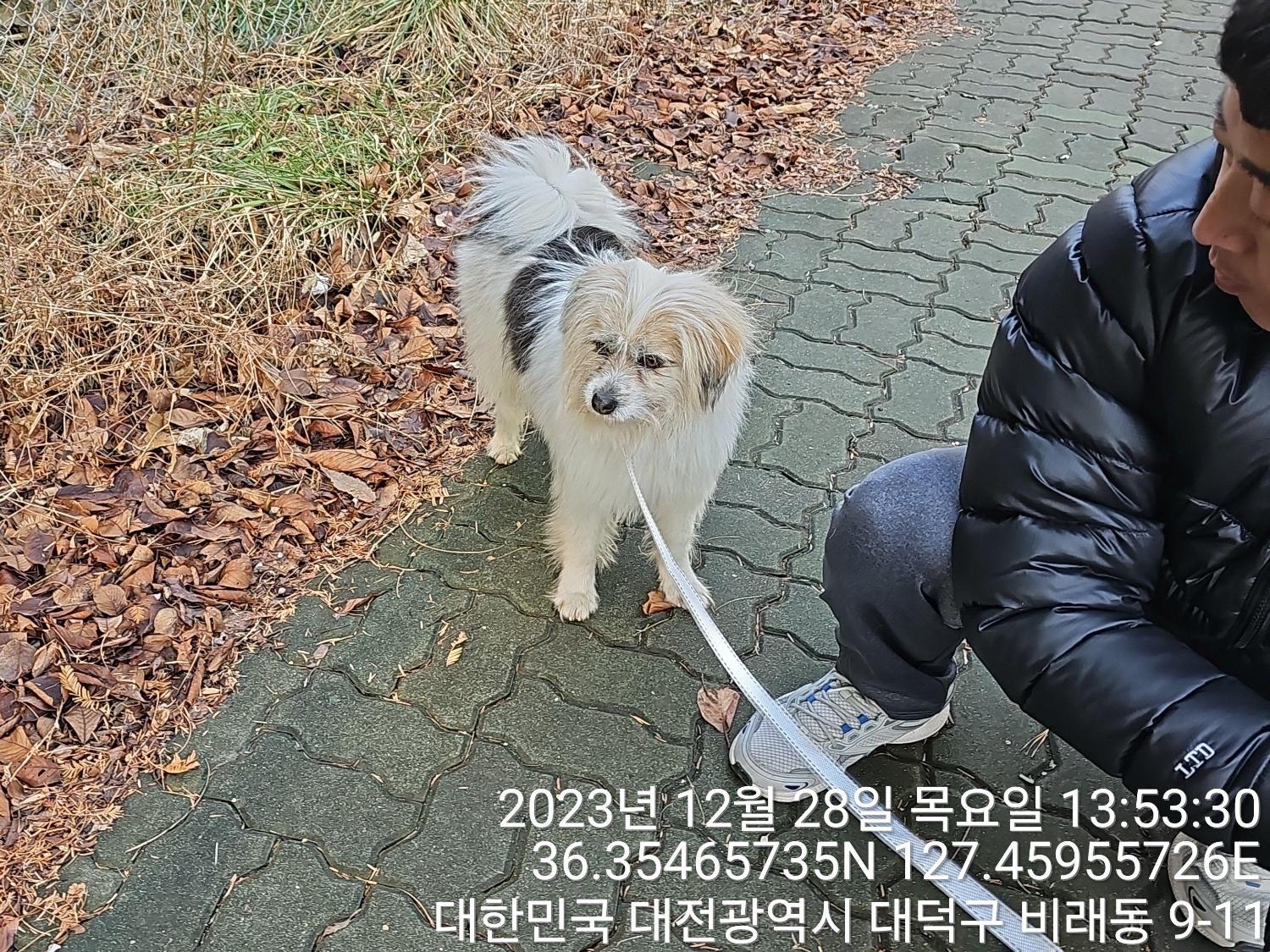 종료(반환) 믹스견…