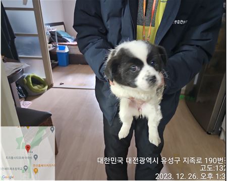 종료(입양) 믹스견…