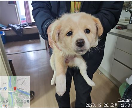 종료(입양) 믹스견…