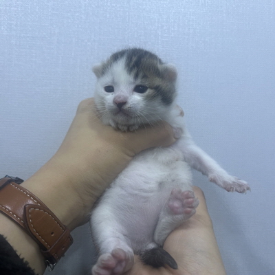 (사)동부동물보호협회_426338202300618