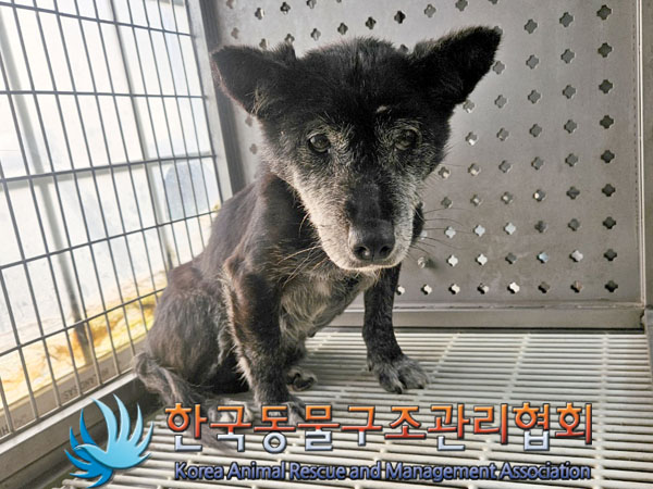 한국동물구조관리협회_441414202300982