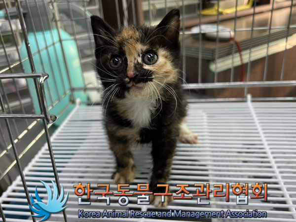 종료(자연사) 한국…