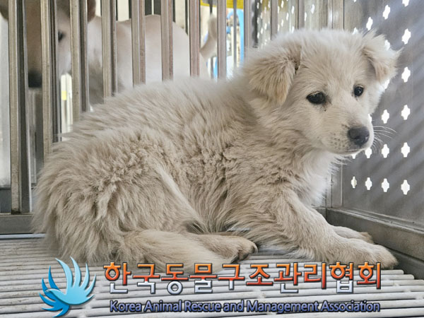 종료(안락사) 믹스…
