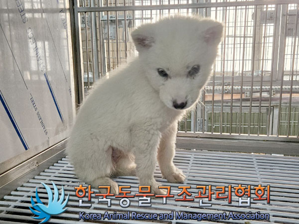 한국동물구조관리협회_441560202301978
