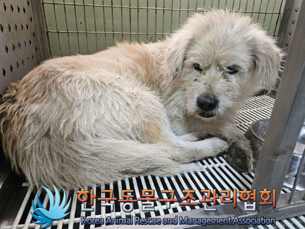 종료(입양) 믹스견…