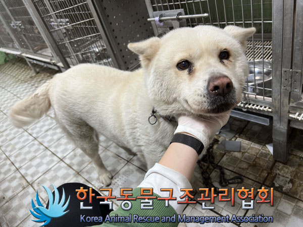 종료(안락사) 믹스…