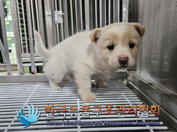 종료(입양) 믹스견…