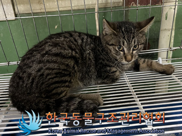 한국동물구조관리협회_441409202302137