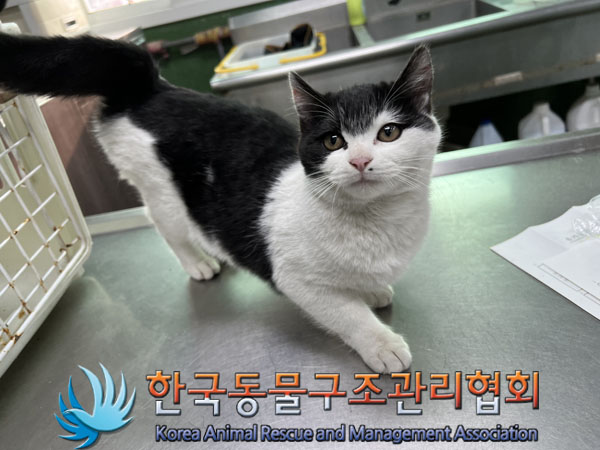 종료(입양) 한국 …