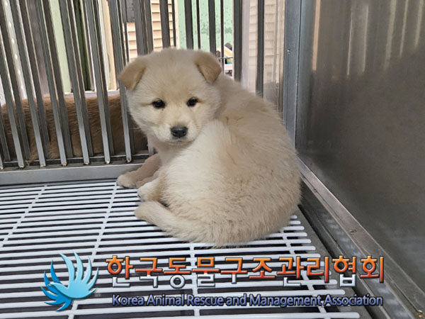 한국동물구조관리협회_441406202302109