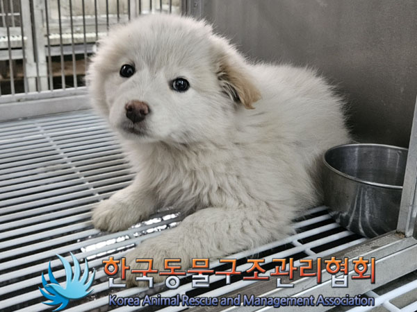종료(안락사) 믹스…