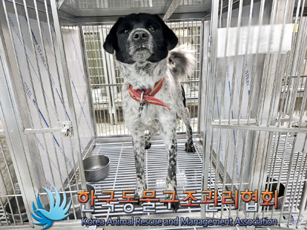 종료(안락사) 믹스…