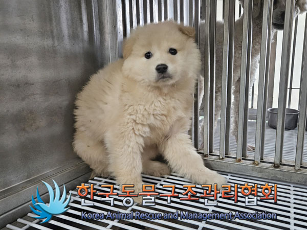 종료(안락사) 믹스…