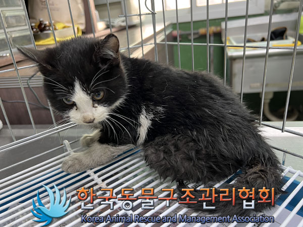 종료(안락사) 한국…