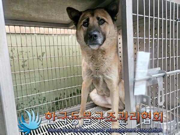 종료(안락사) 믹스…