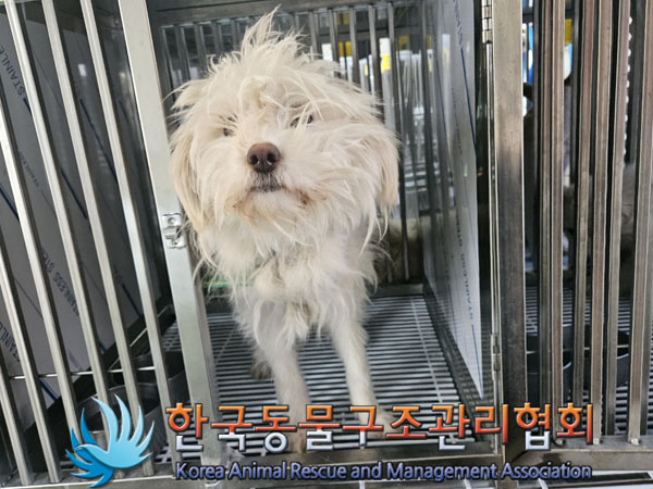 종료(안락사) 말티…