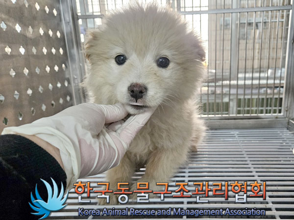 한국동물구조관리협회_441560202301983