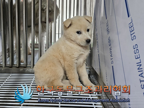 종료(안락사) 믹스…