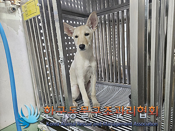 종료(안락사) 믹스…