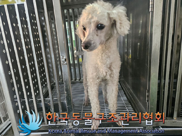 종료(기증) 푸들의…