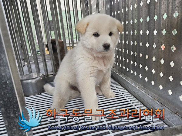 한국동물구조관리협회_441406202302112