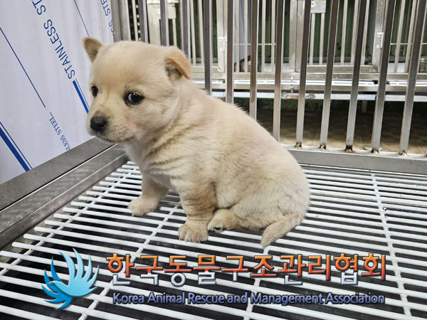 종료(안락사) 믹스…