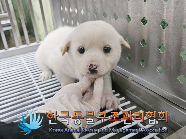 종료(안락사) 믹스…