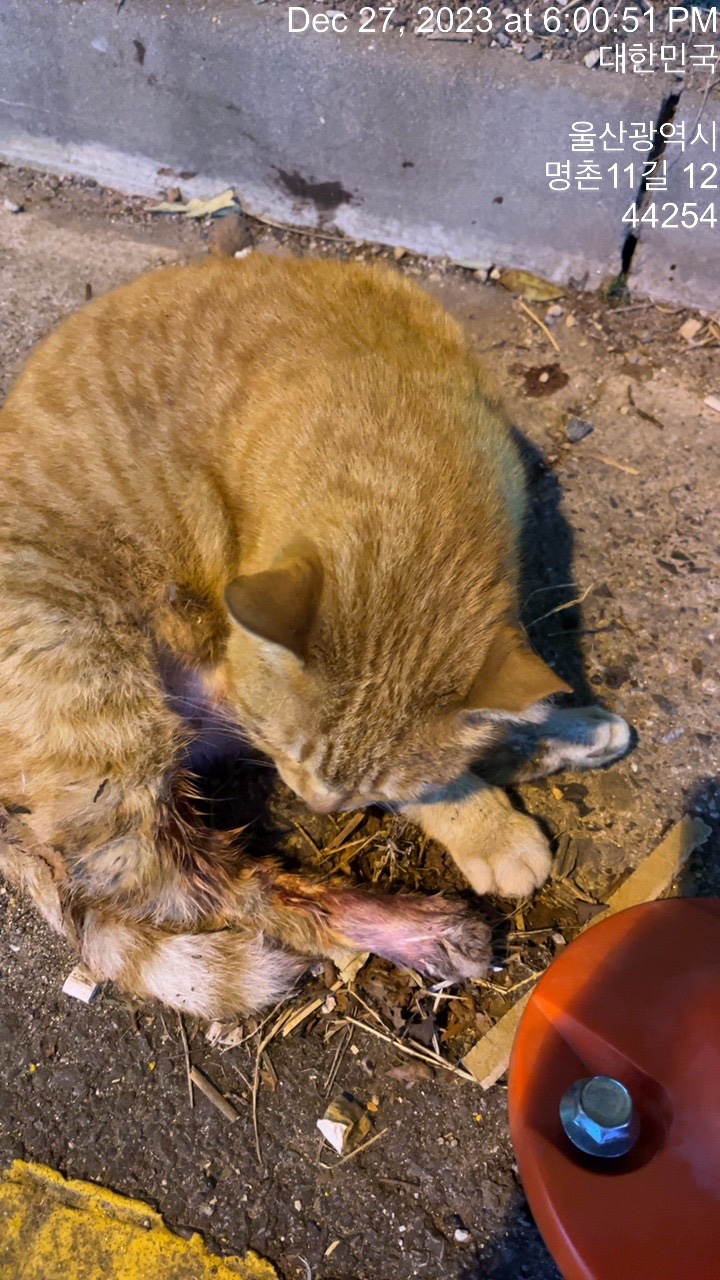 보호중 한국 고양이…