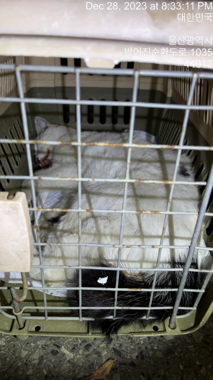 울산유기동물보호센터_431371202300642