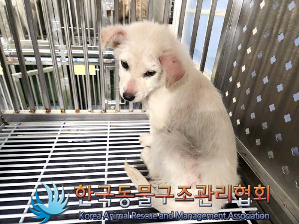 종료(안락사) 믹스…