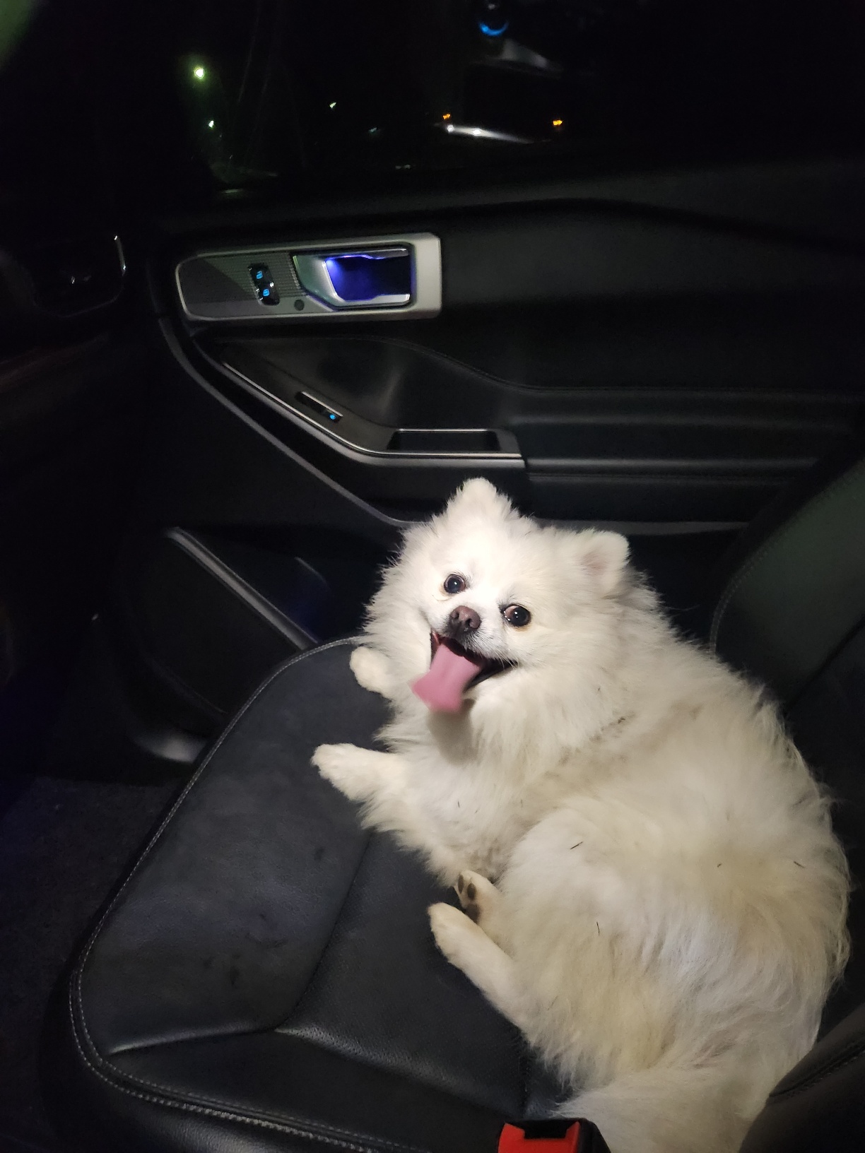 칠곡유기동물보호센터_447522202300277