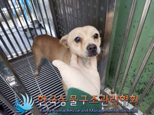한국동물구조관리협회_441559202301408