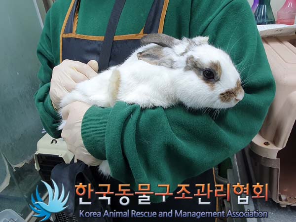 종료(입양) 토끼끼…