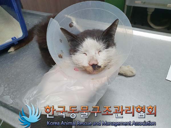 한국동물구조관리협회_411304202300878