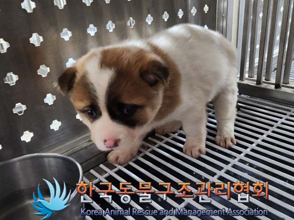 한국동물구조관리협회_441406202302122