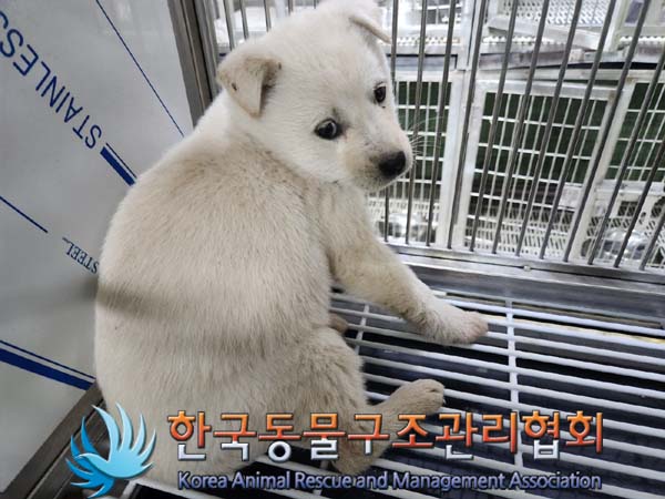 종료(안락사) 믹스…