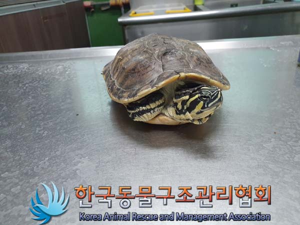 종료(안락사) 거북…