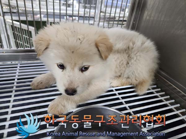 종료(안락사) 믹스…