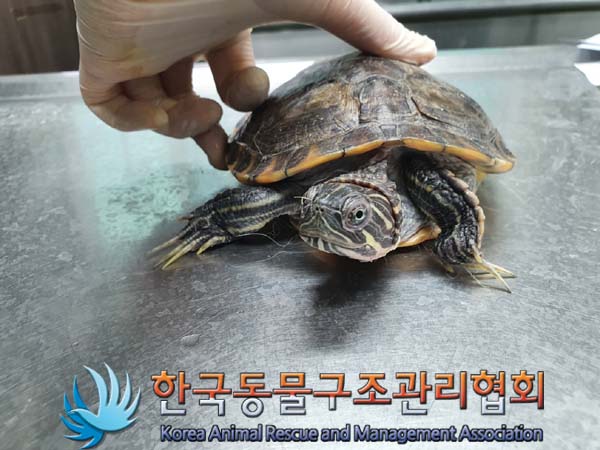 한국동물구조관리협회_411311202301013