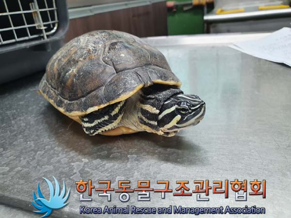 한국동물구조관리협회_411311202301012