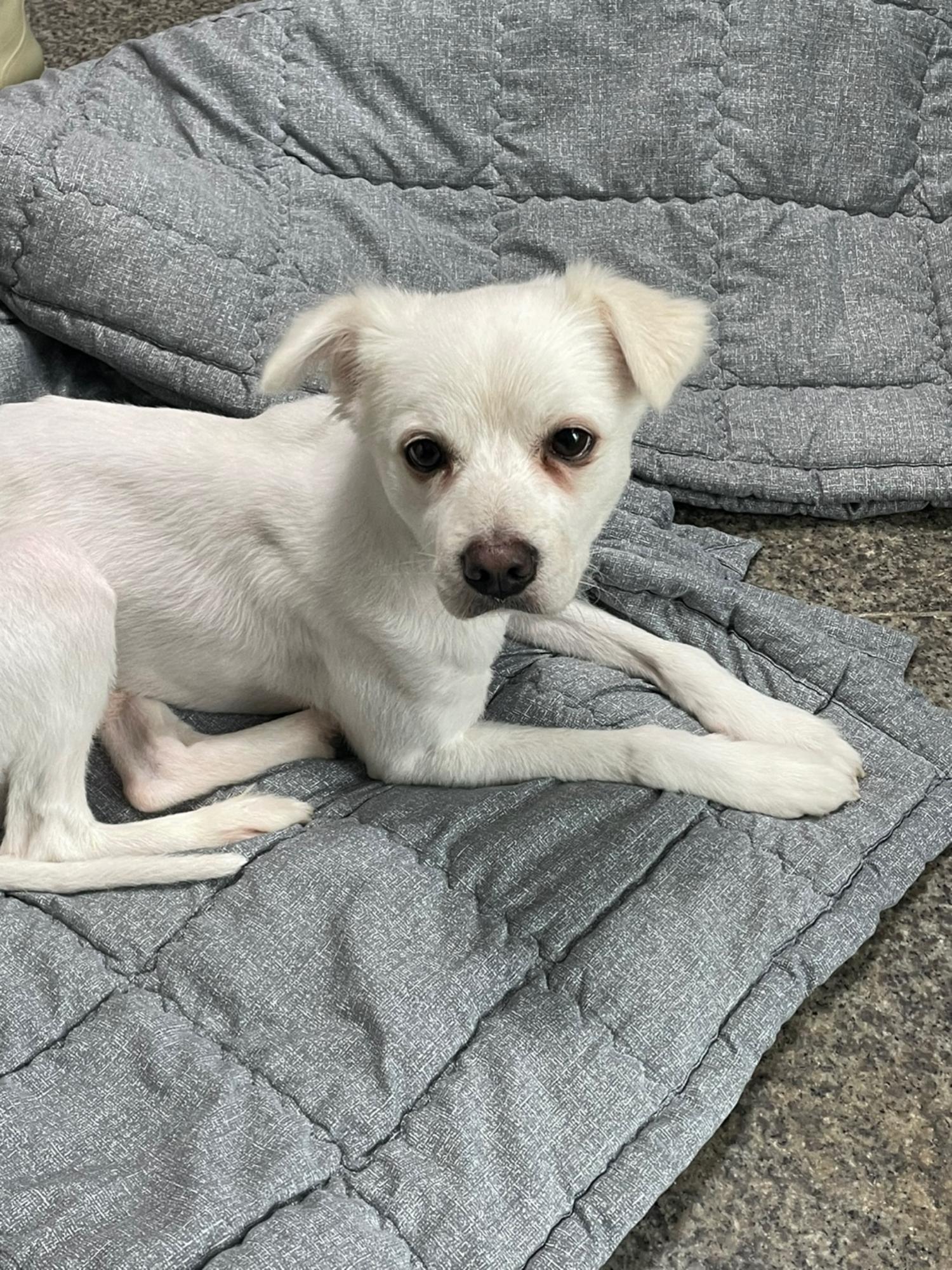 광주 동물보호소_429362202301306