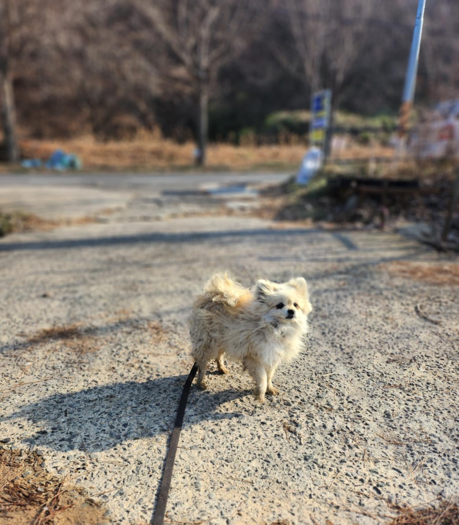 종료(입양) 포메라…