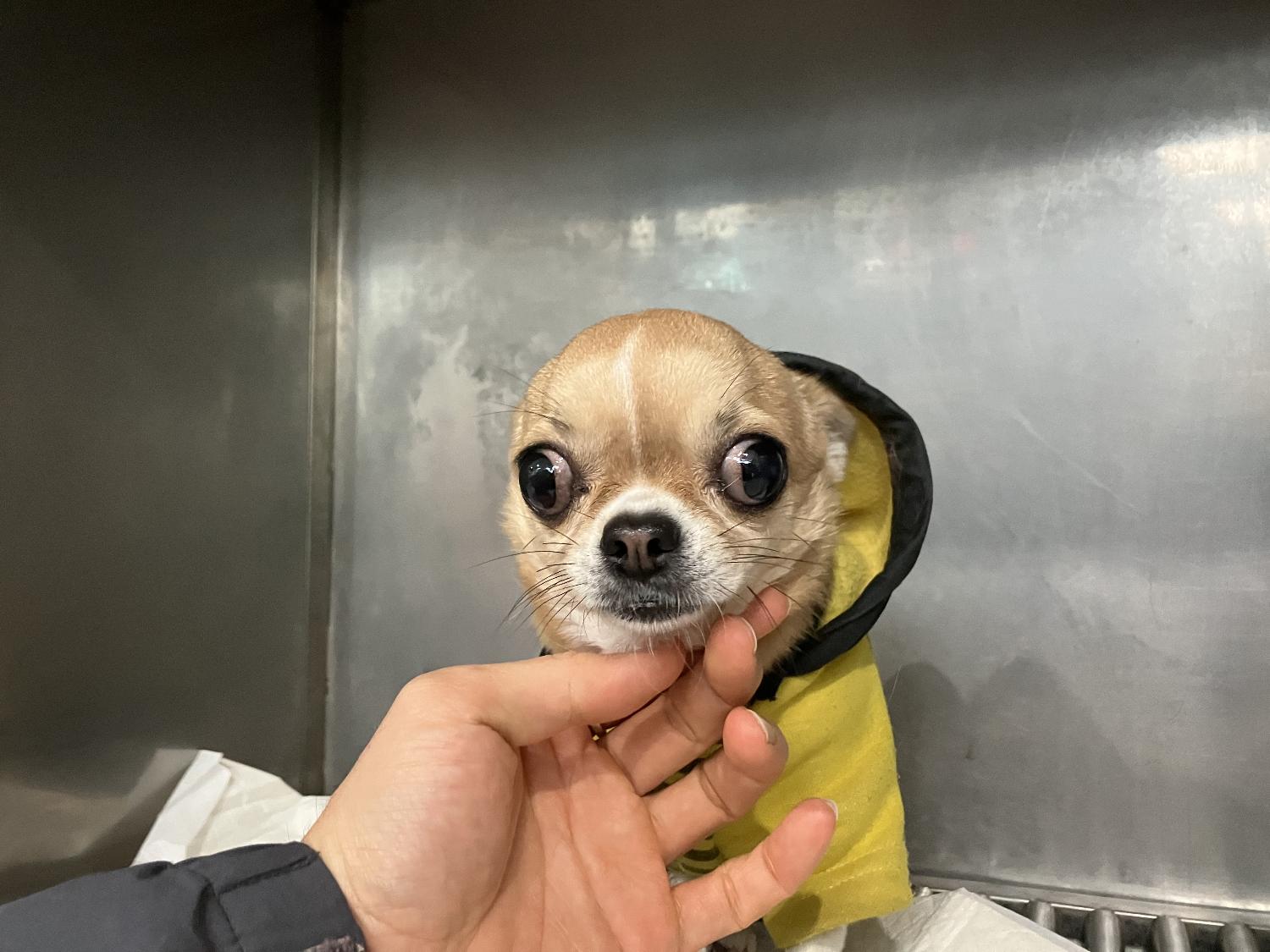 광주 동물보호소_429361202300725