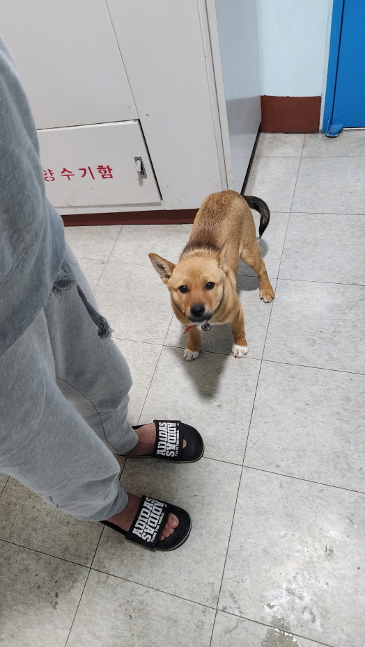 보호중 믹스견의 가…