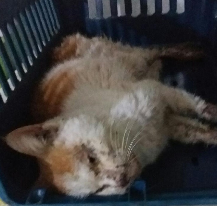 대구유기동물보호협회_427344202300422