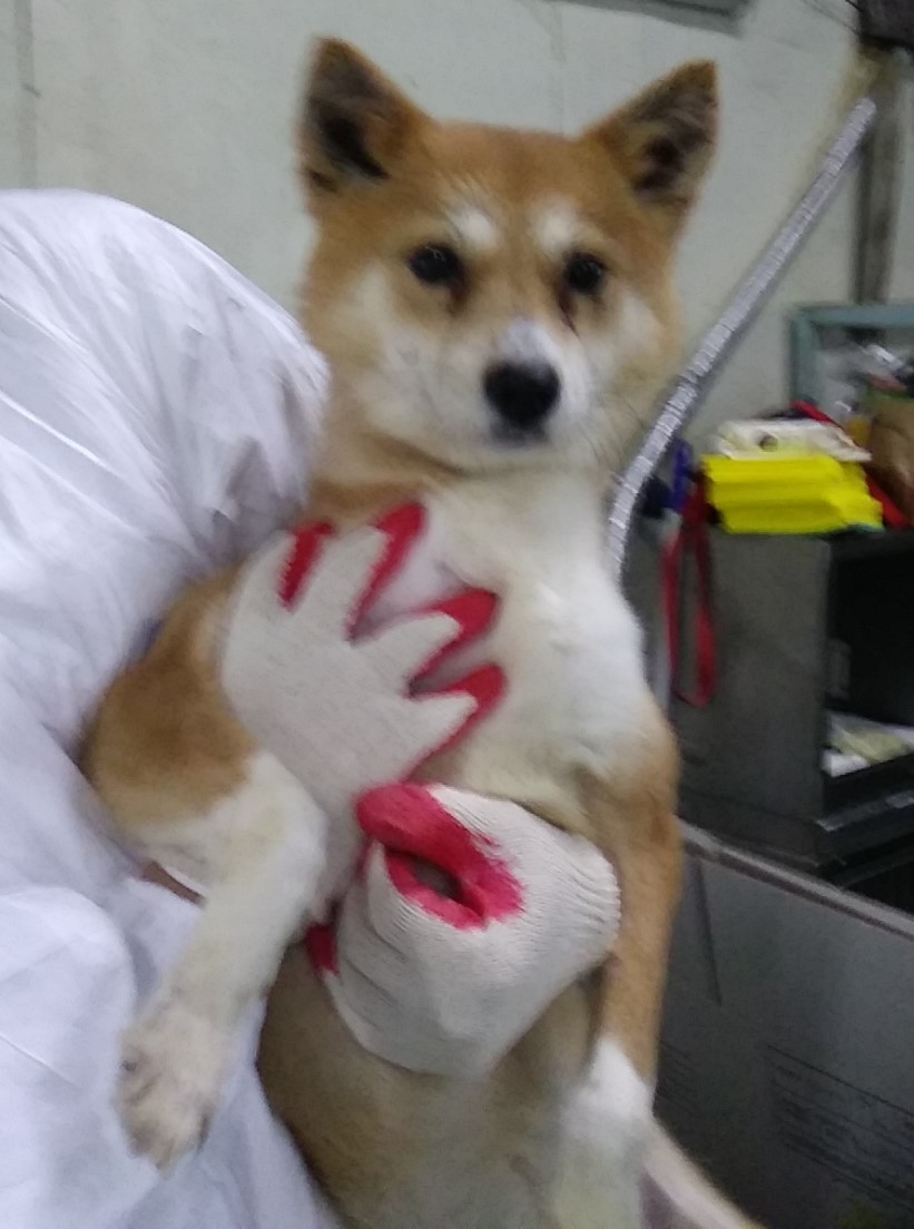 보호중 시바의 가족…
